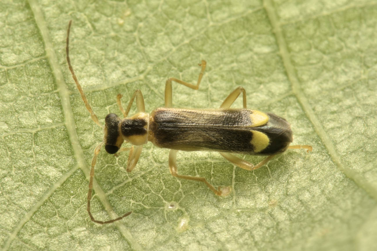 Cantharidae: Malthinus sp.?  S, Malthinus cfr. fasciatus